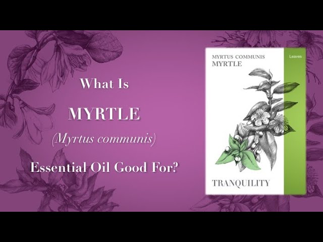 What is Myrtle Essential Oil Good For?