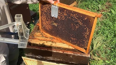 Varroa control with forced brood breaks.