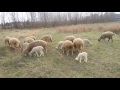 Работа бордер колли в паре на выпасе овец в поле. ДЦ "Династия". Пастушья служба