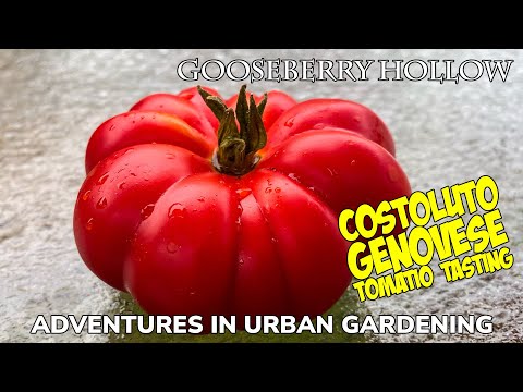 Video: Costoluto Genovese Heirlooms. աճեցնել Costoluto Genovese լոլիկի բույս