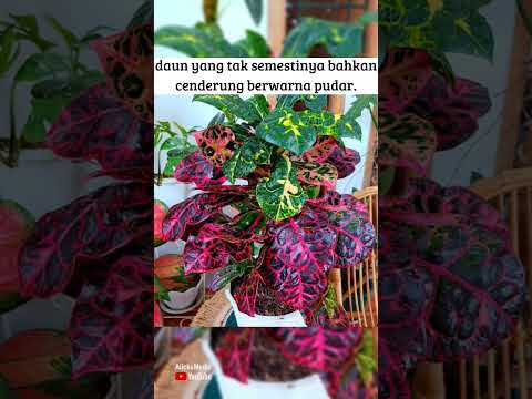 Video: Warna Kehilangan Croton: Apa yang Menyebabkan Tumbuhan Croton Dengan Daun Pudar