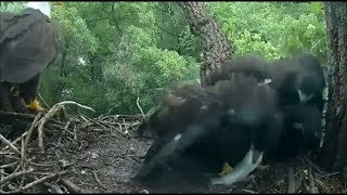 Decorah Eagles- Eaglet Swallows A Fish Whole Then Expels It