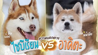 ความแตกต่างของไซบีเรียน vs อาคิตะ มันเป็นยังไงนะ !! (EP.48)