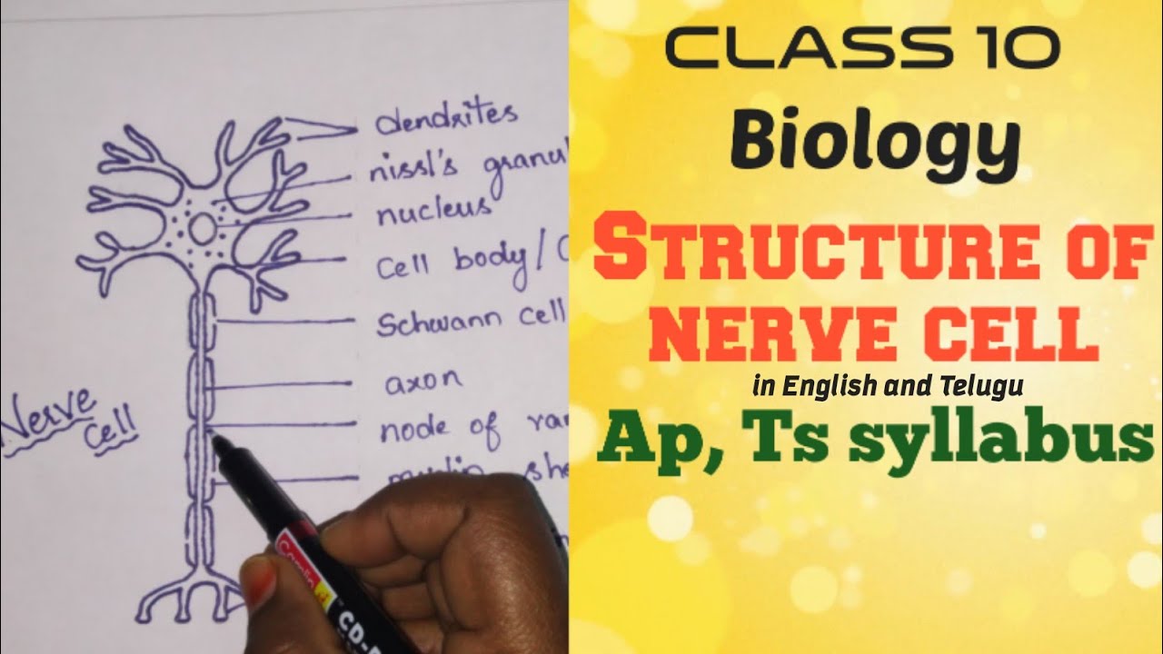 Structure Of Nerve Cell Or Neuron Explained In English And Telugu structure-of-nerve-cell-or-neuron-explained-in-english-and-telugu