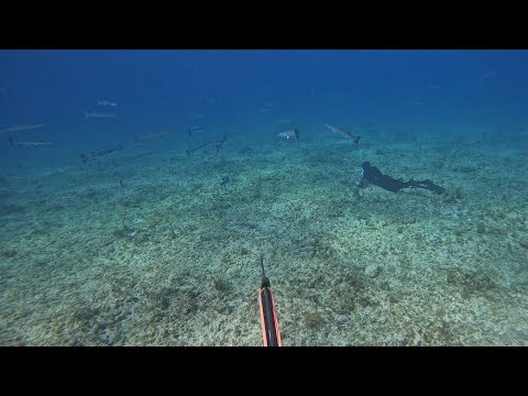 Biggest Barracuda I Have Ever Seen Swimming In A Huge School  & This Happened