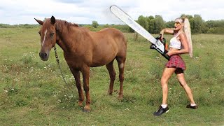 Can You Run A Chainsaw Right Next To A Horse?? Draft Horse Cl Helpers