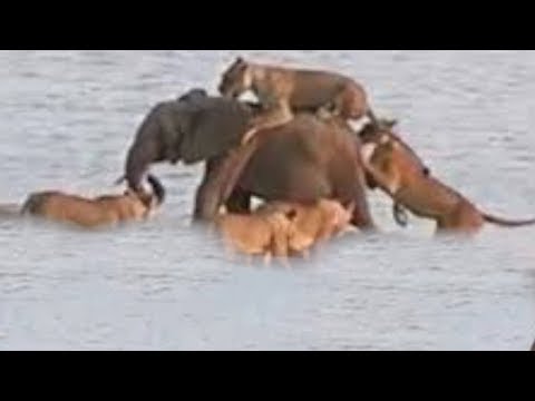 Amazing Elephant, Leopard, Lion and Crocodile Real Fight