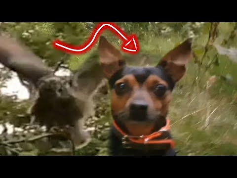 Video: Wie man Edelstahl-Hundenäpfe Sanitize