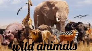 Amazing Scene Of Wild Animals In 4K - Relaxation Music, By Be Positive Relaxing Music