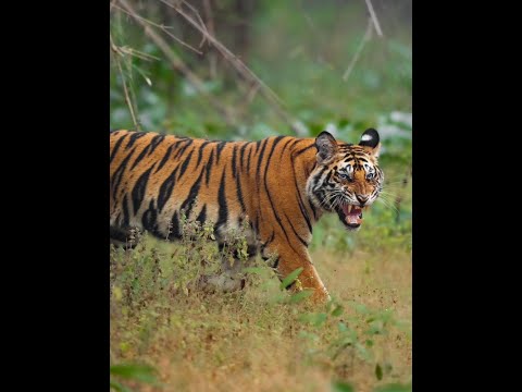 วีดีโอ: อุทยานแห่งชาติ Bandhavgarh: คู่มือฉบับสมบูรณ์