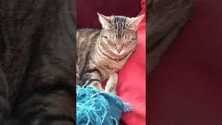 Tabby Ruby Rose relaxing in her sun spot! She is so comfy and warm! (Kitty Video #35)