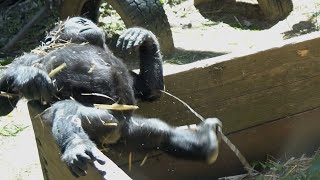 Kintaro's freespirited life. Baby gorilla [Kyoto City Zoo]