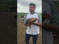 #vairalvideo #vairal #vairalshort #poltrifarm #गावाकडच्याआठवणी