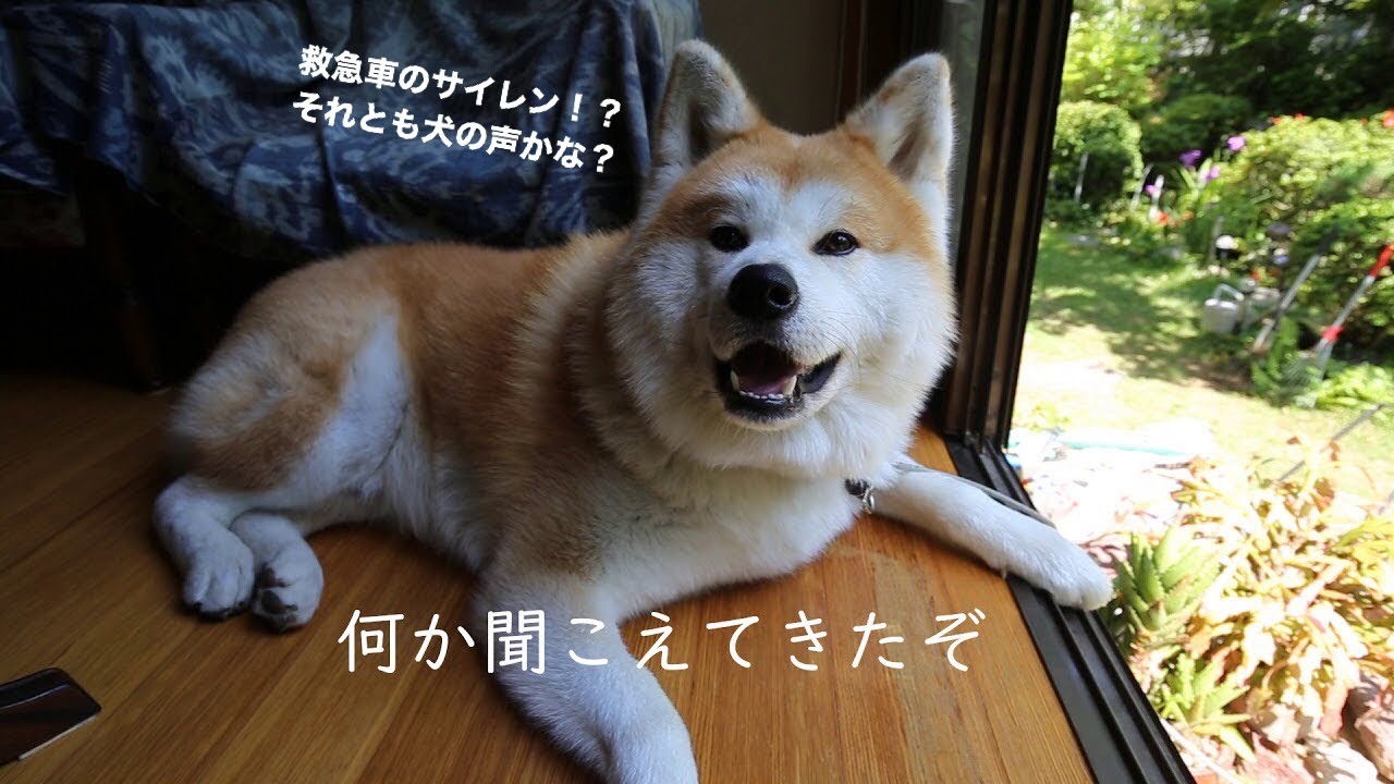 検証 救急車のサイレンを鳴らすと 秋田犬はどう反応するか Youtube