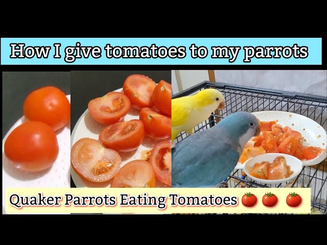 How to give tomatoes to parrot | How I give tomatoes to my Parrots | Parrot  / Bird Eating Tomato  - YouTube