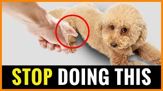 10 Mistakes That Can Shorten Your Poodle's Life!