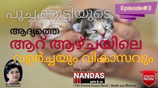 Awesome Information on Kittens Development In The 6 Weeks Of Age | Kitten Care | Nandas Pets&Us