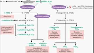 Medical School Pathology, Chapter 9f