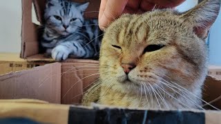 【Kitten kisses】How can a kitten eat well and secretly kiss the big cat? by Furry Elf 272 views 5 months ago 3 minutes, 53 seconds