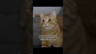 #ads #allergyfree #cat #catallergies #catowners #catmom #allergies
