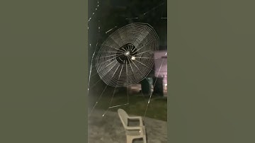 Spider Spinning It