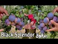 صنف برقوق جديد أثبت نتائج عالية في الانتاج والجودة زراعة تكثيفية    