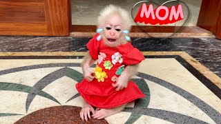 Baby monkey Abi cried because she missed her mother