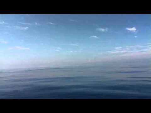 Ballena Barbuda