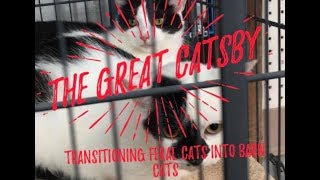 Transitioning feral cats into barn cats