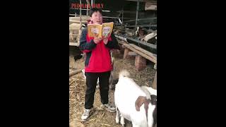 Baaaa...A GOAT teacher is giving a reading class!
