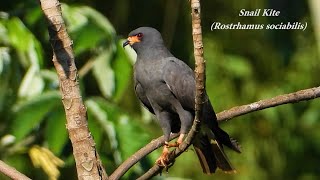 SNAIL KITE (Rostrhamus sociabilis), Looking for food, HAWK of aquatic niches, GAVIÃO-CARAMUJEIRO.