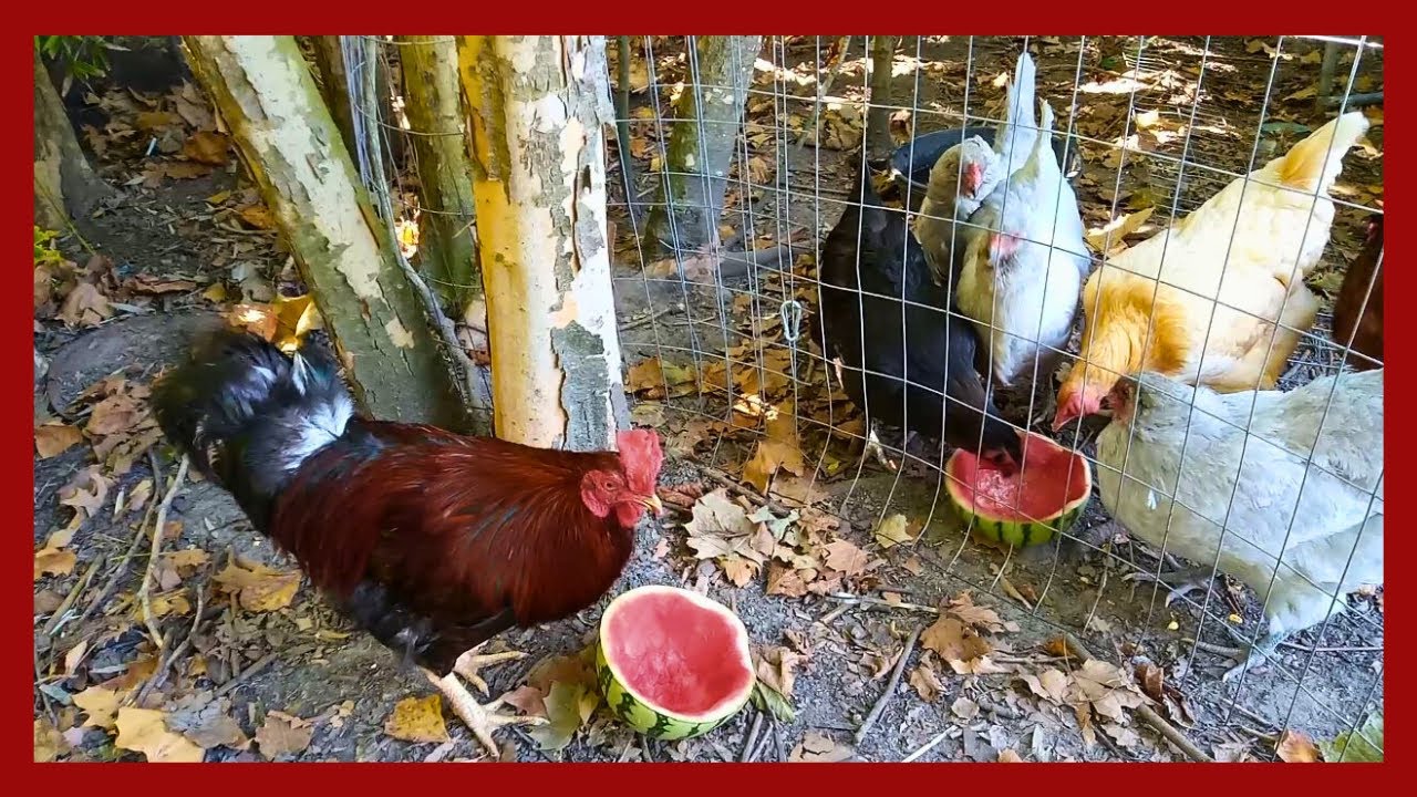 Texas Roster Chicken Chickens Thriving in the Texas Summer Heat and Roosters Crowing - YouTube