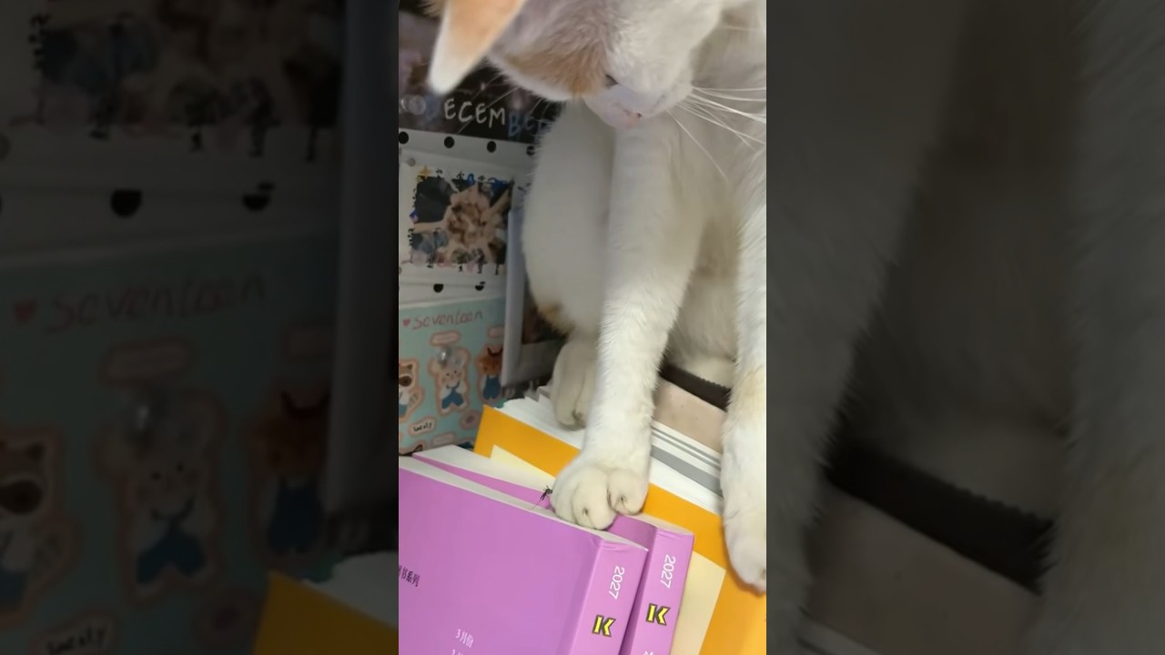 Curious Cat Watches Mosquito on Paw Until It Flies Away
