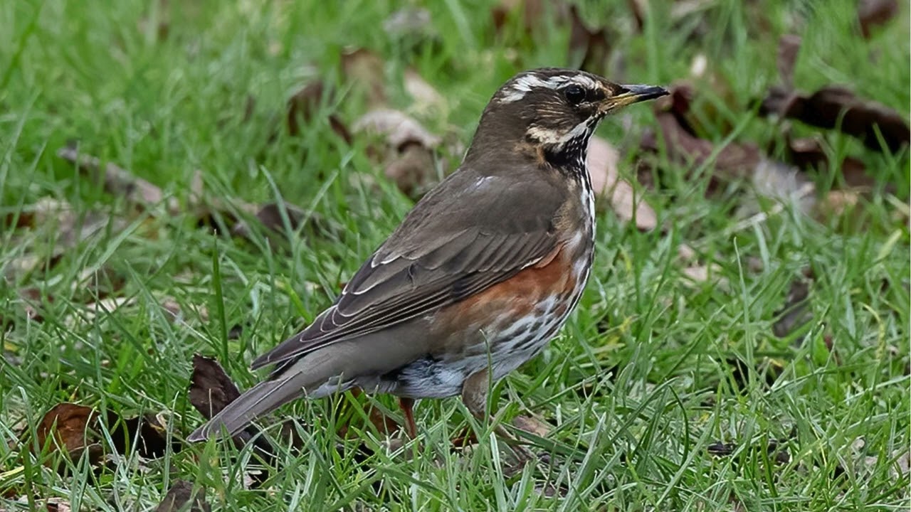 RECLAMO de ZORZAL ALIRROJO MUY EFECTIVO