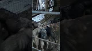 Собаки из приюта Собаки из приюта