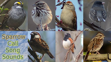 Sparrow bird call / song / sounds