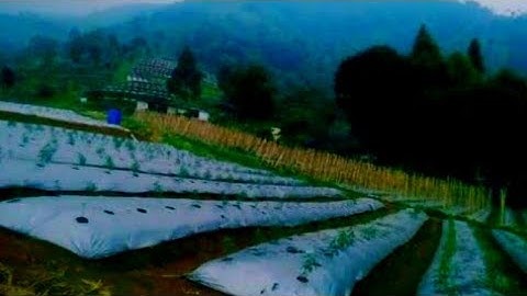Alam Pegunungan Dihiasi Suara Kecapi Suling Sunda, Dalam Panorama Alam Menakjubkan