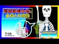肩関節複合体と全身との連動【肩関節複合体Ⅰ】 - YouTube