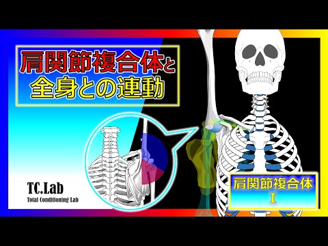 肩関節複合体と全身との連動【肩関節複合体Ⅰ】 - YouTube
