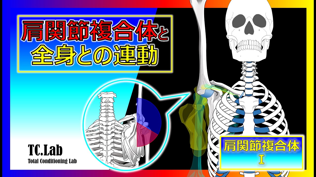 肩関節複合体と全身との連動【肩関節複合体Ⅰ】 - YouTube