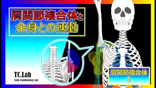 理学療法士山口光圀先生の肩関節障害に対する理学療法 山口光國先生が語る「セラピー」の本質 | 理学療法士・作業療法士