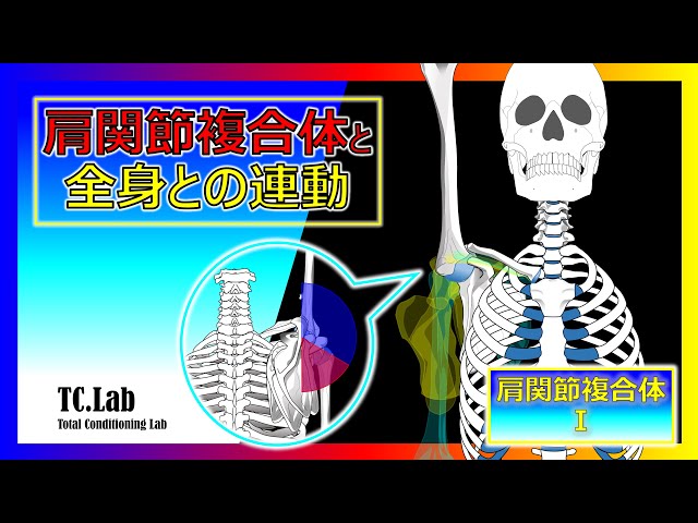 肩関節複合体と全身との連動【肩関節複合体Ⅰ】 - YouTube