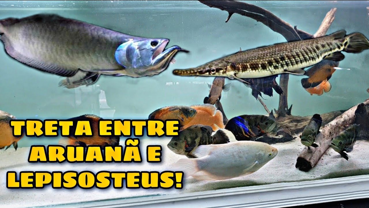 SOLTAMOS UM BOCA DE JACARÉ NO AQUÁRIO DE 3 METROS!