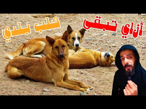 الحياة من وجهة نظر الكلب البلدي