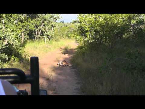 Python Catches Impala - Kruger National Park