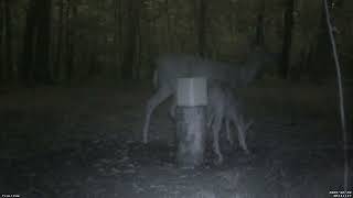Feedercam Capture (2026-08-20)