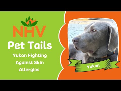 Pet Tails: Yukon Fighting Against Skin Allergies