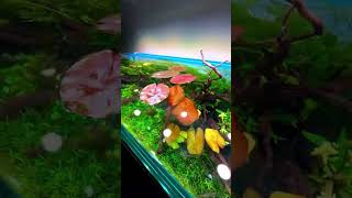 Nymphaea Peru Has Finally Formed Floating Leaves This Gives The Aquarium Such A Natural Look