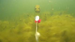 Underwater footage of a Pike chasing spinner bait!