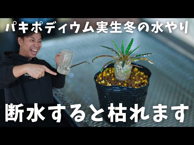 パキポディウム実生冬の水やり方法。これで攻略。 - YouTube
